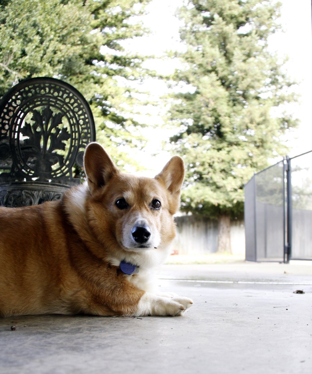 the dog is lying on the floor in front of a bench