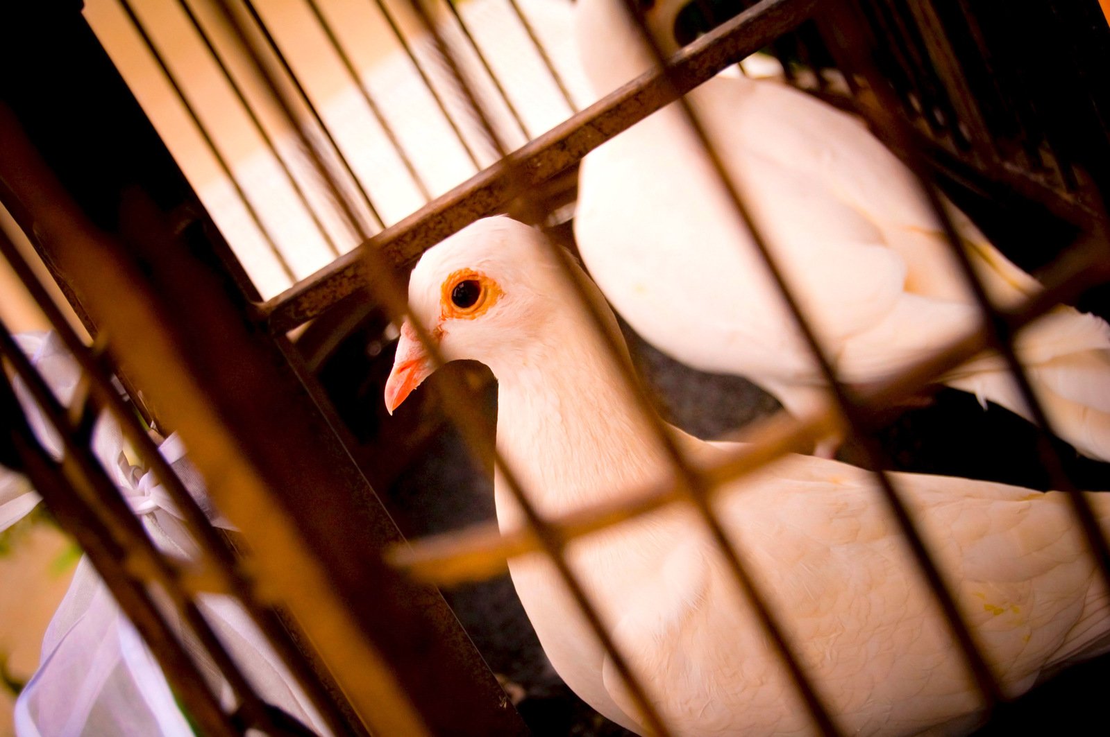 a close up of a white pigeon in a cage