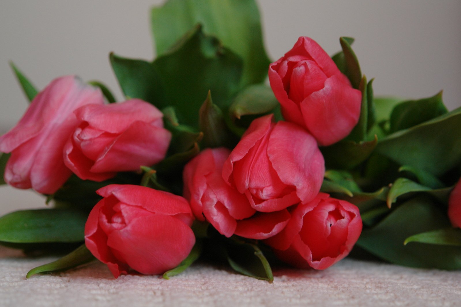 several pink flowers with green stems and a white wall