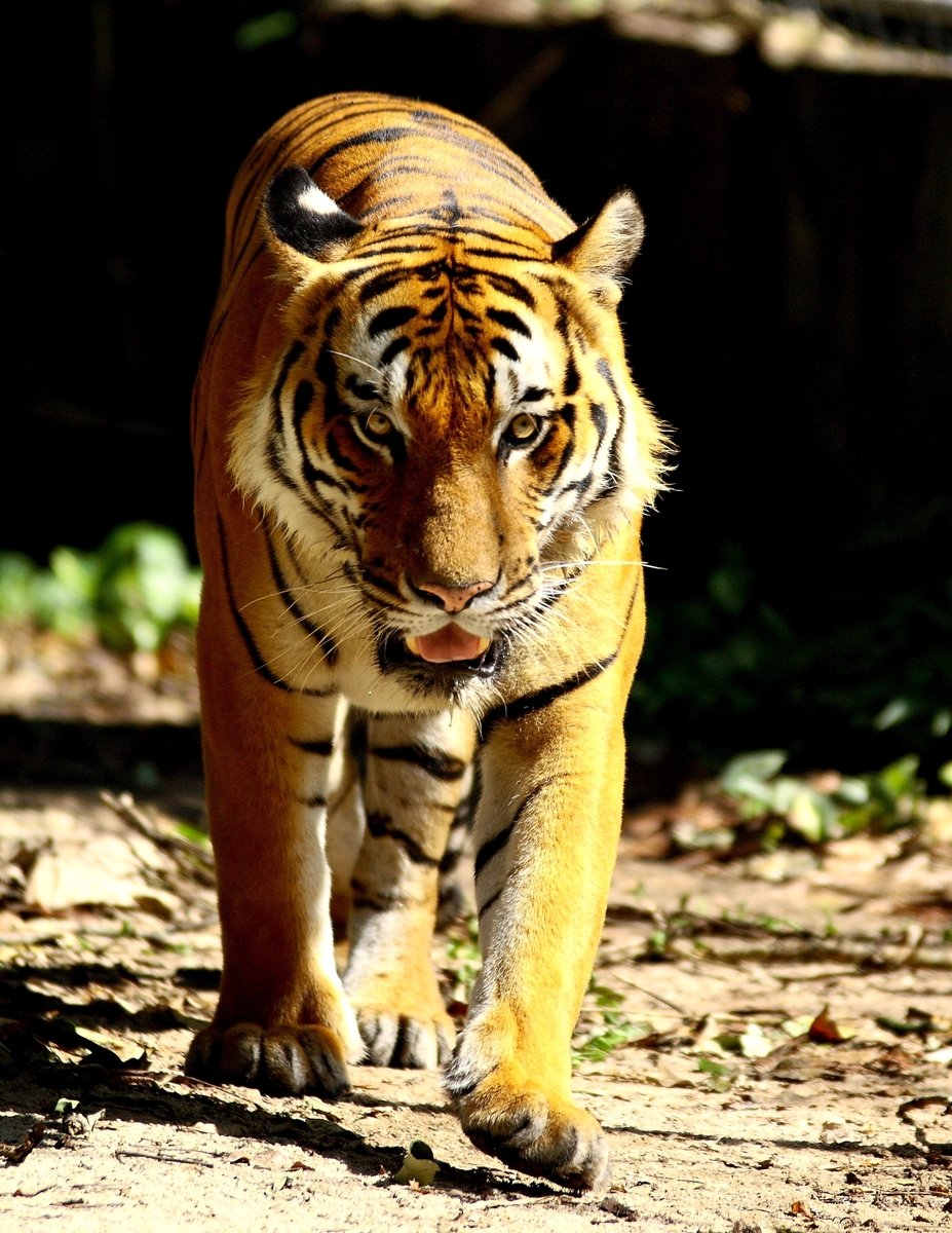 a young tiger walks in the sun light