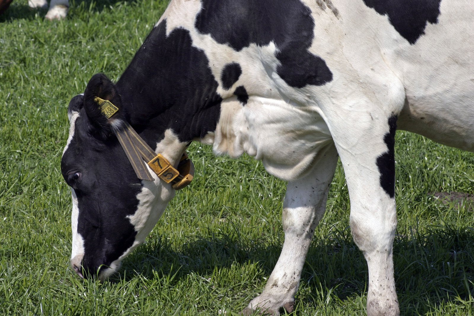 a close up of a cow eating grass