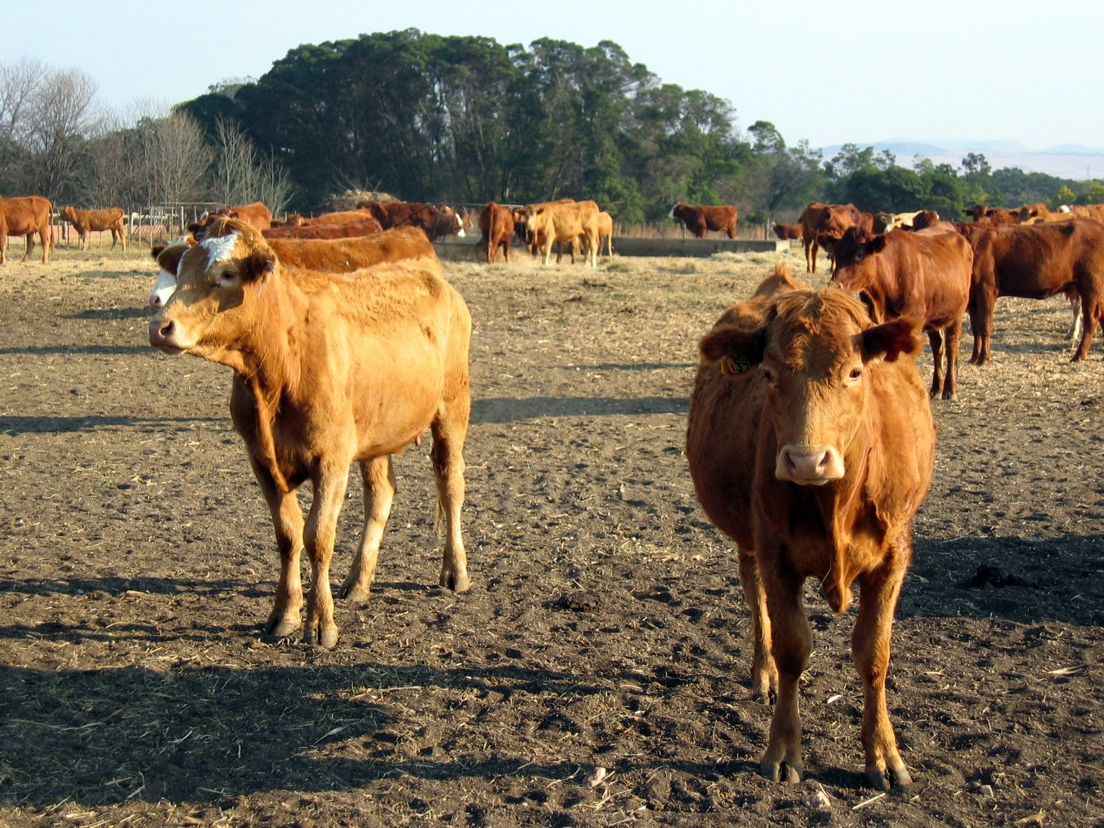 cows standing and looking straight ahead in a field