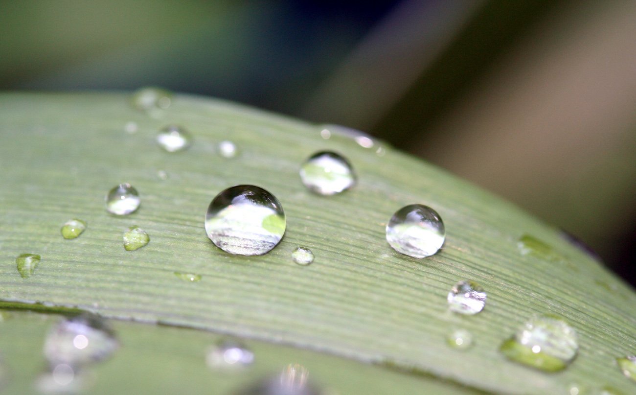 several drops of rain sit on a leaf