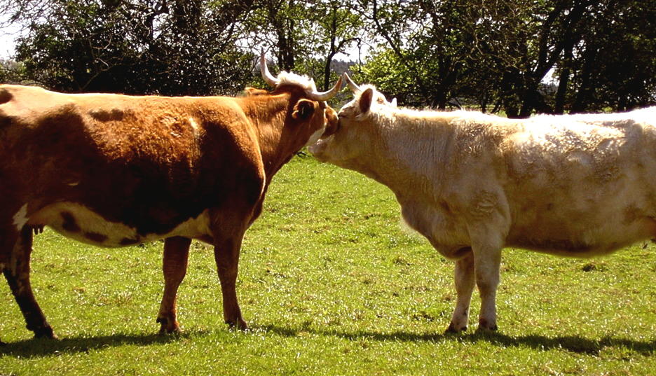 two cows kissing in a grassy field with trees