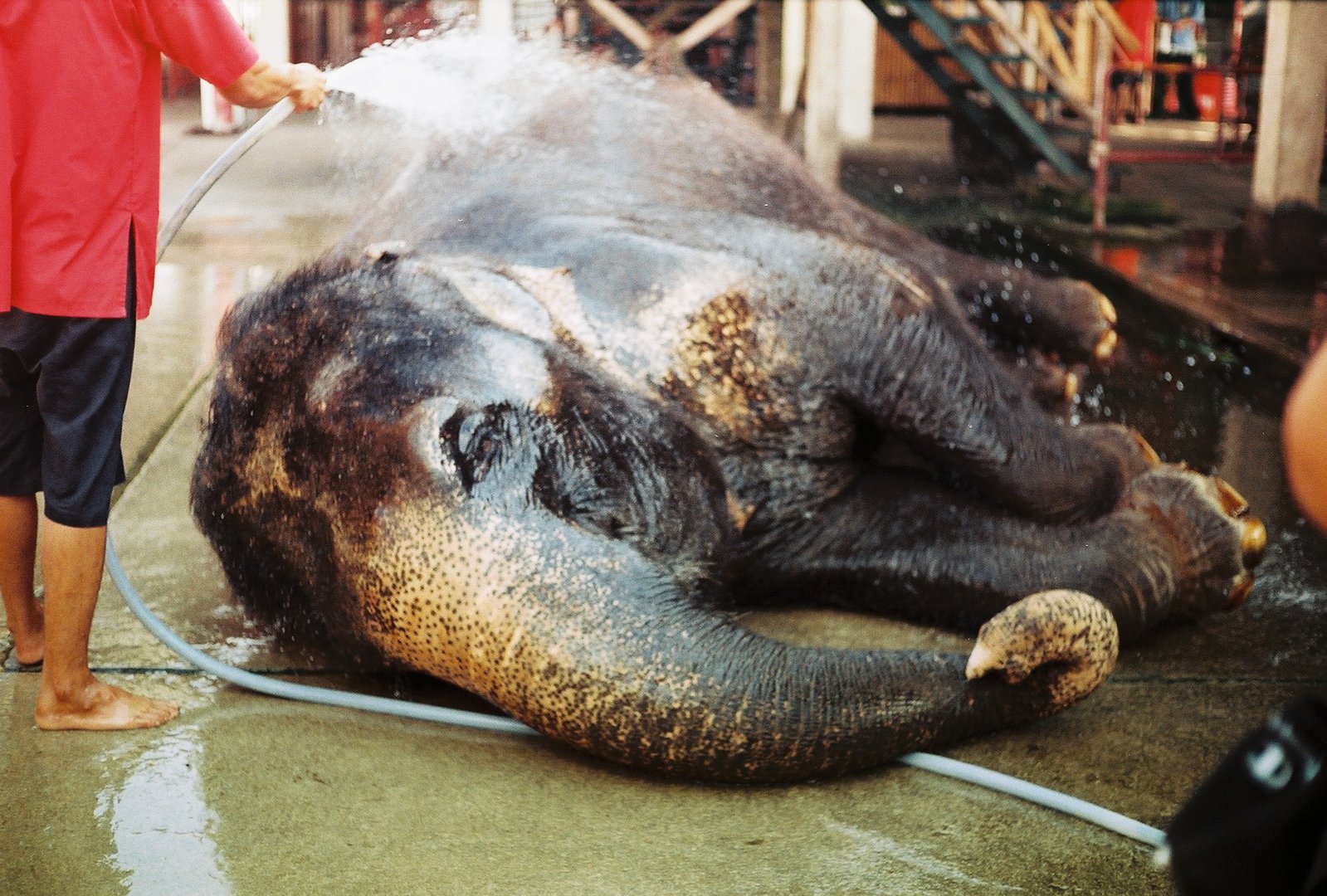 an elephant laying on the ground being wash by a person