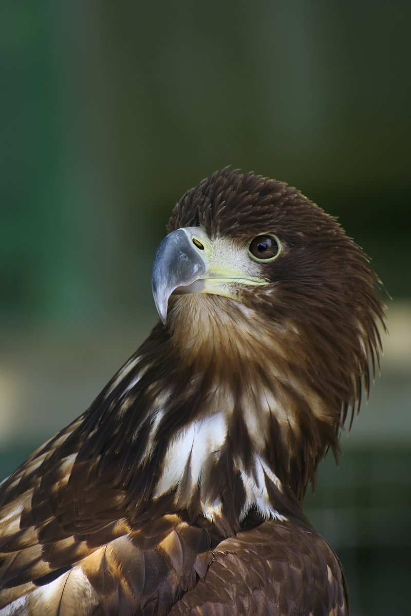 a large brown eagle sitting on top of a wooden table