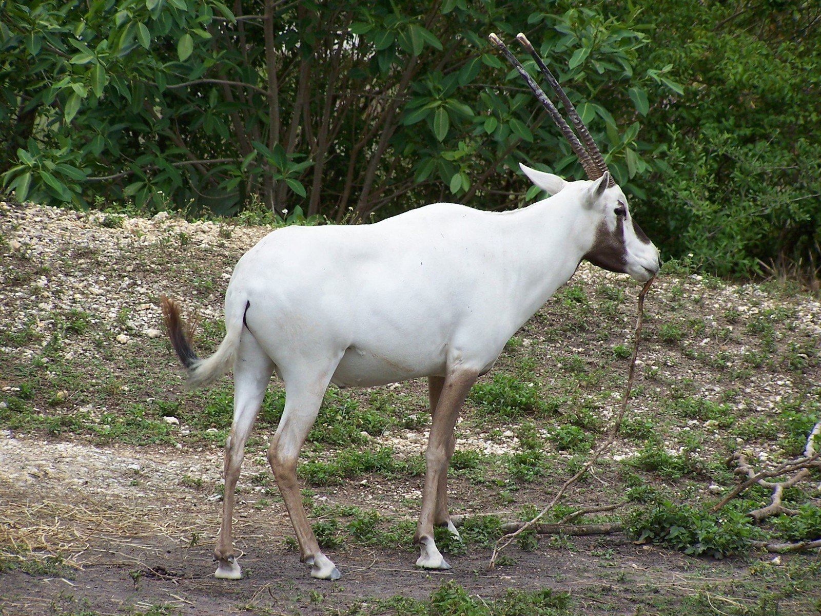 a white animal with long black horns standing in the grass