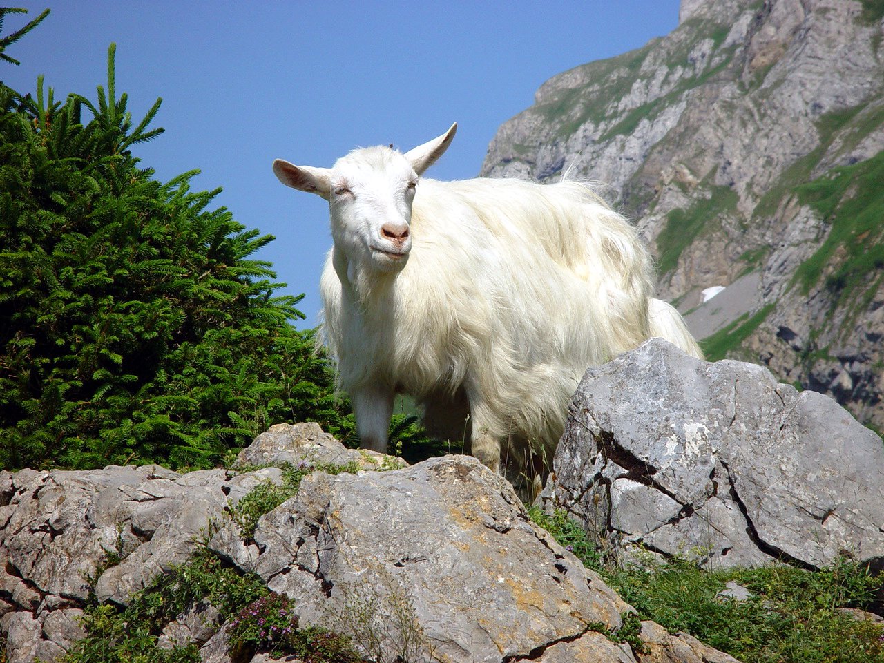 a mountain goat is standing on some rocks