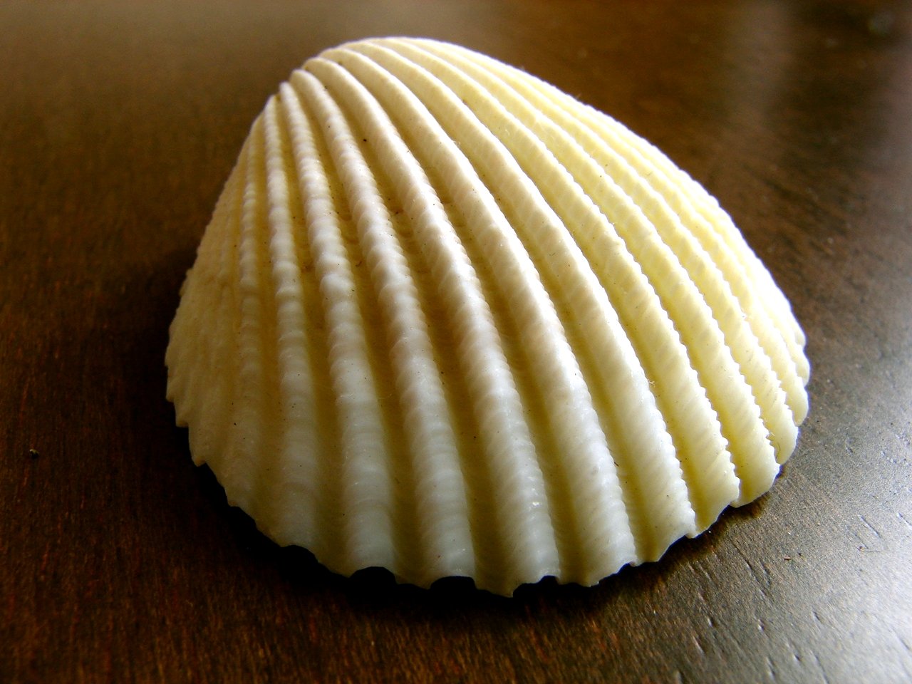 a close up of a seashell on a brown table