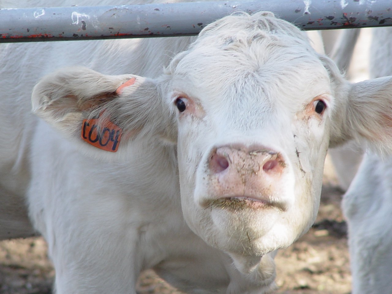 a cow is looking over the bars of a fence