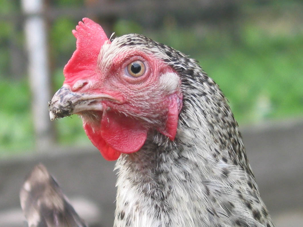 the chicken is standing outside near some grass