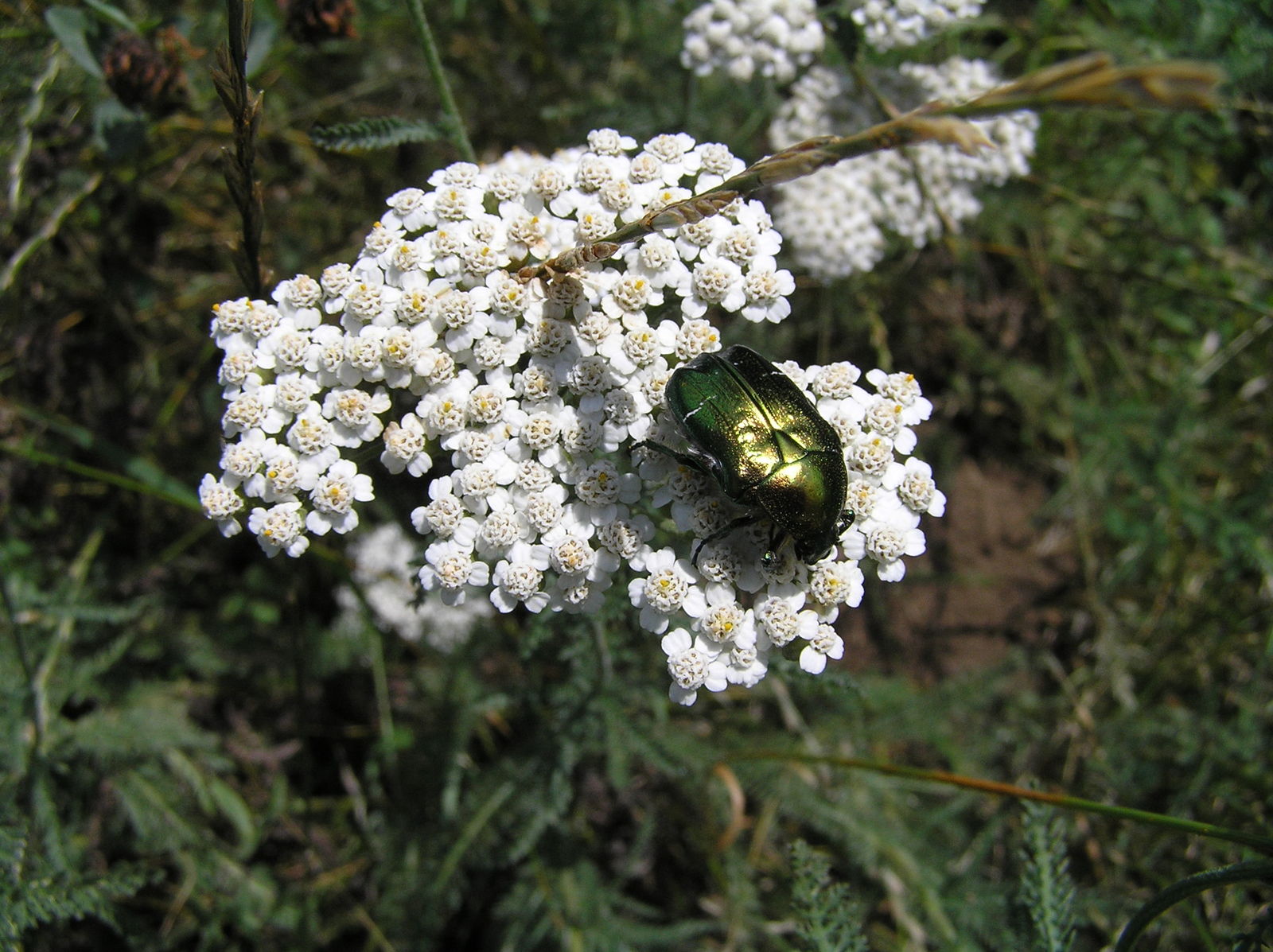a bug sitting on a white flower in the field