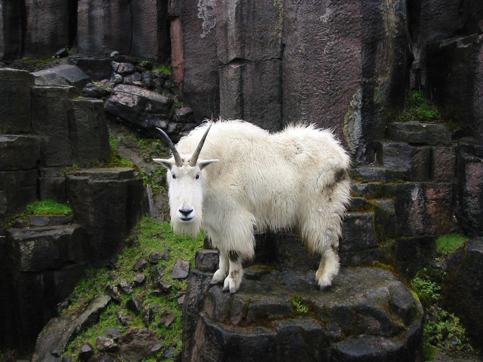 a mountain goat on the rocks near some rocks