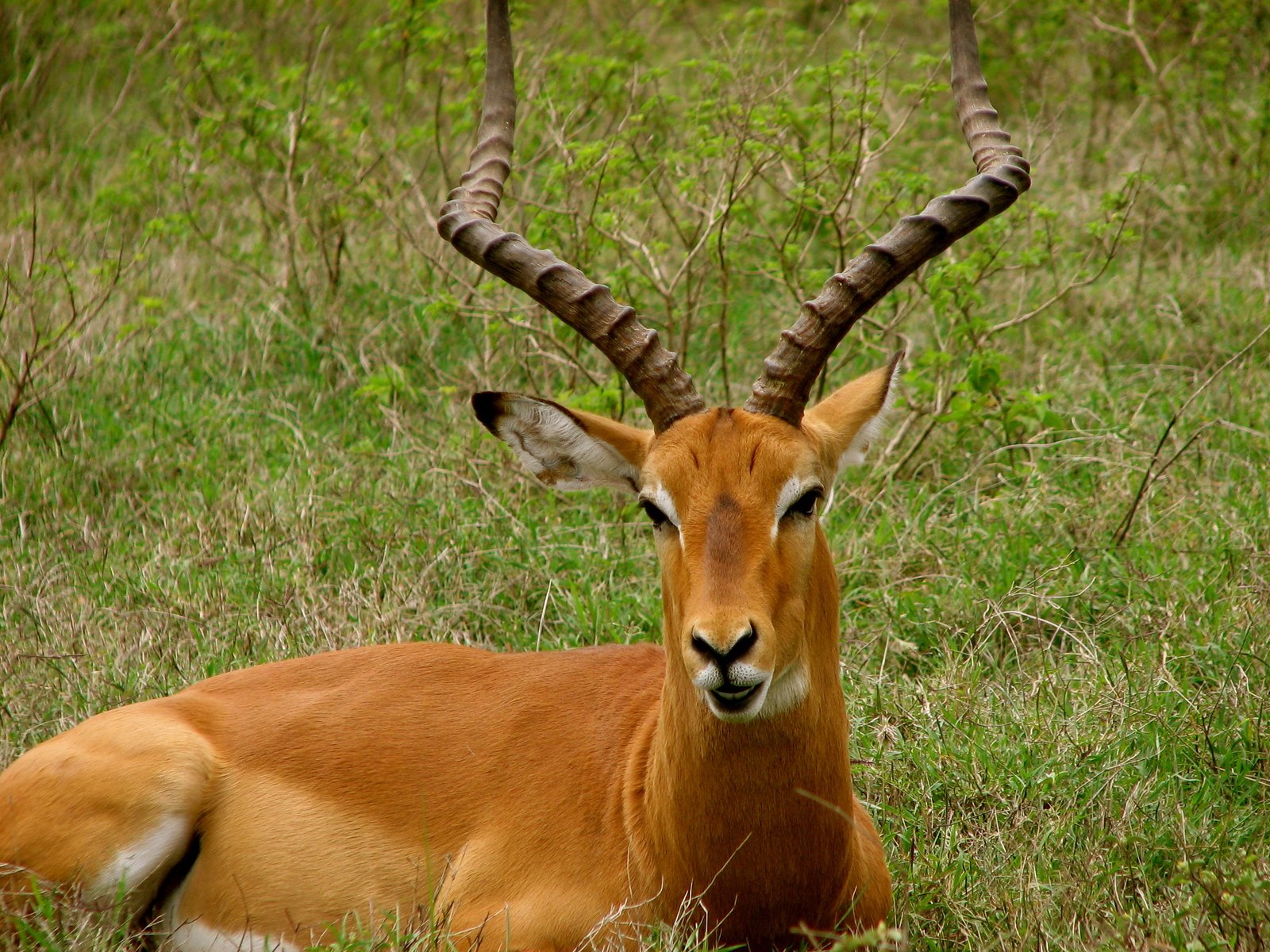 the gazelle is laying down in a field