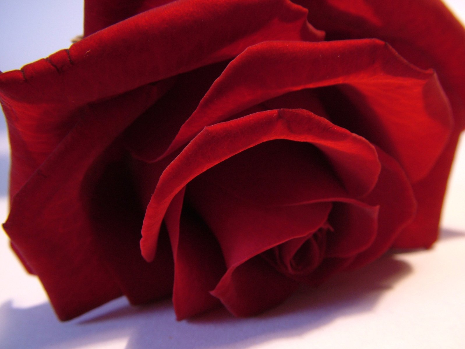 red roses are shown on a white background