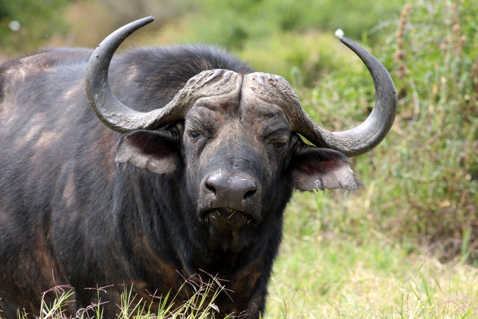 there is a close up of a bull with long horns