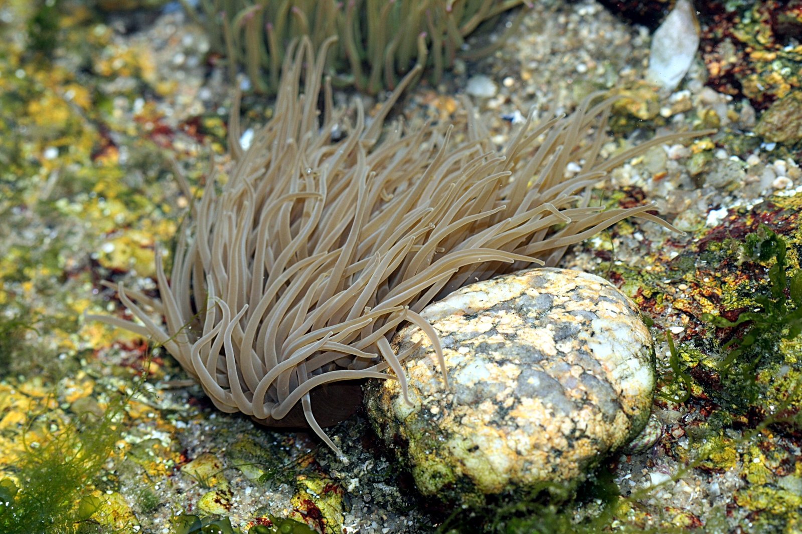 a close up of an underwater sea anemone