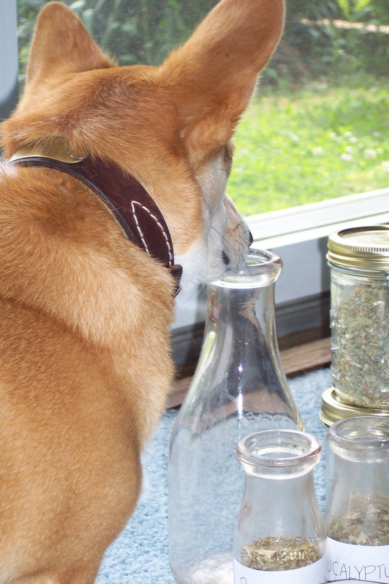 a dog that is smelling the side of a vase