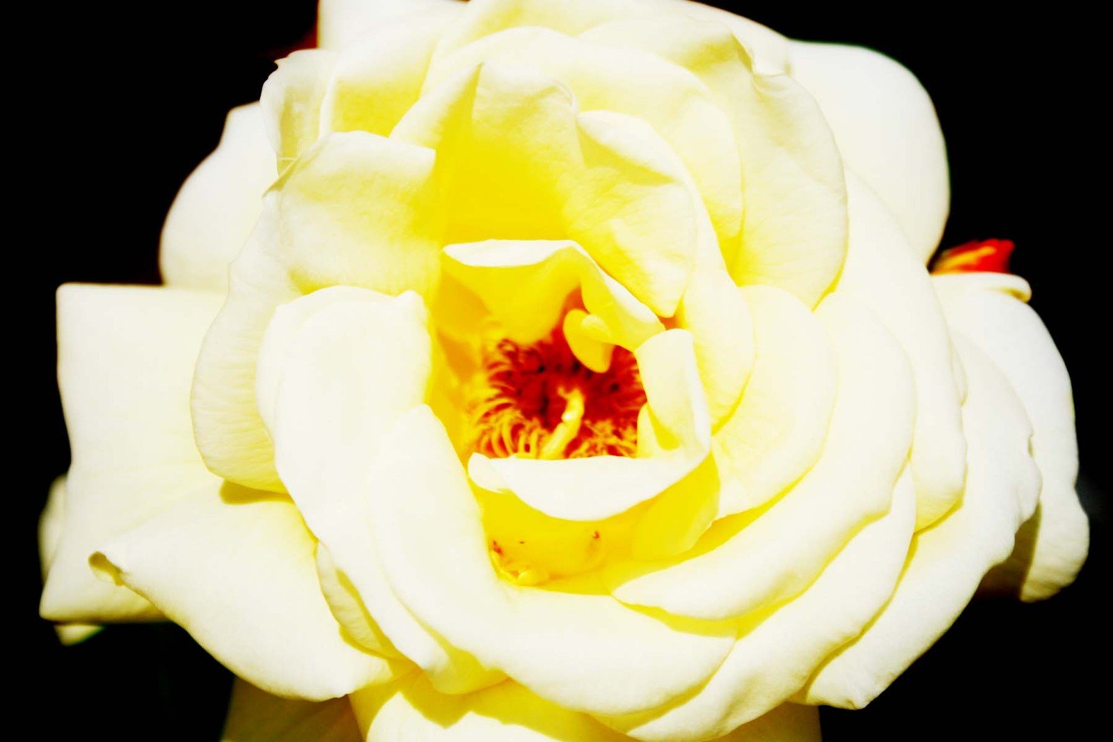 a yellow rose that is opened and has the middle part showing