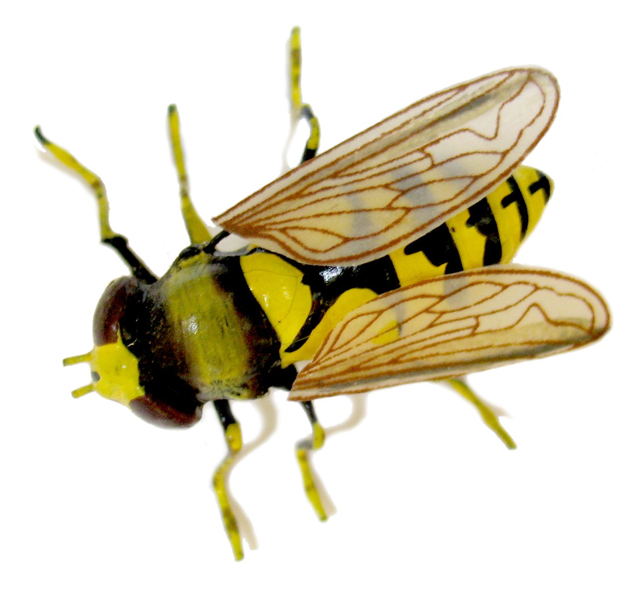 a close up of a black and yellow insect