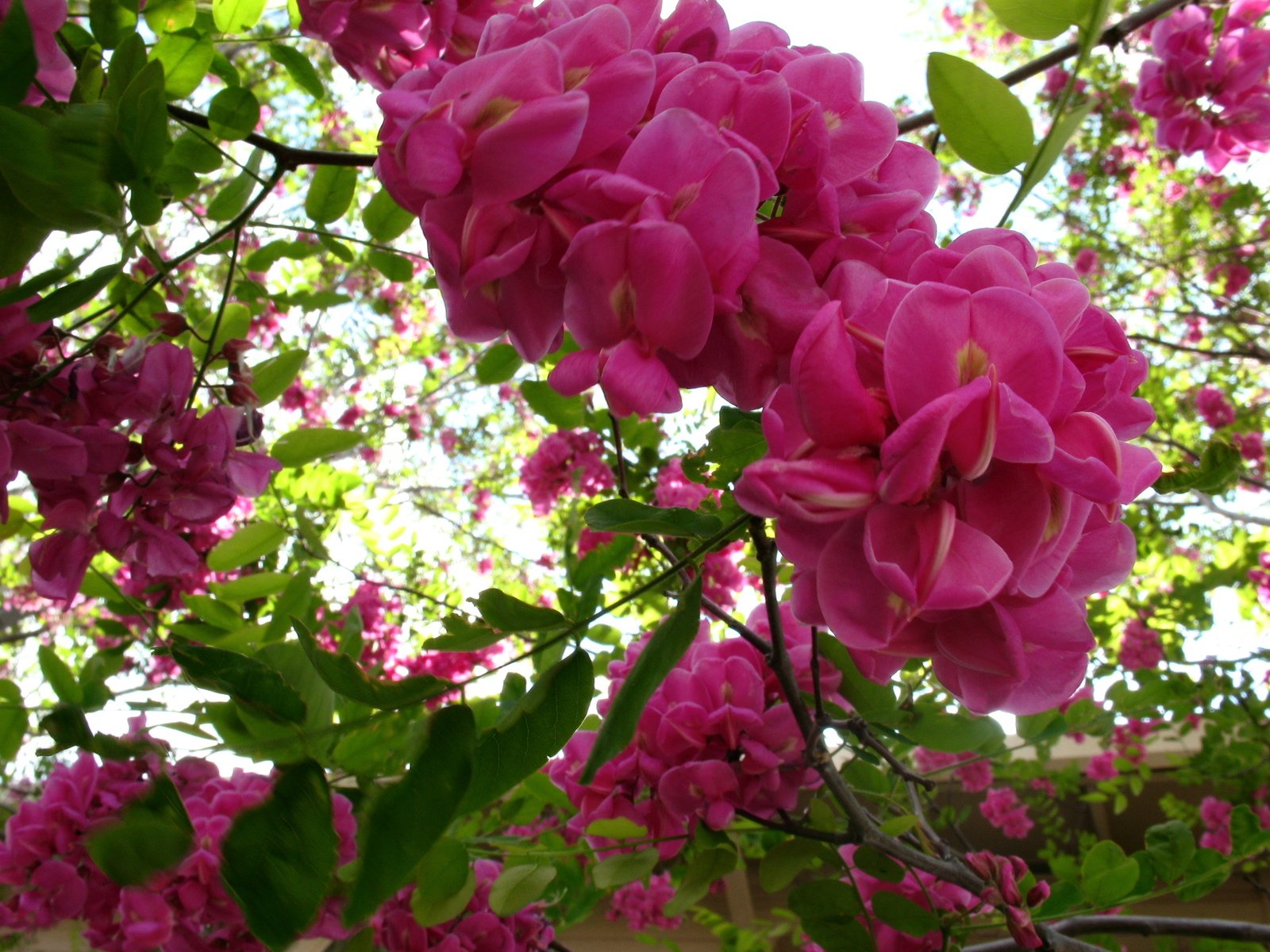 pink flowers blooming on tree nches outside