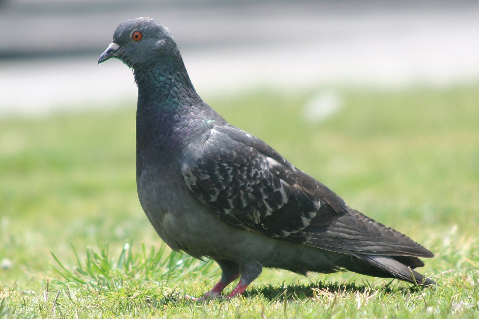 this is a po of a bird walking through the grass