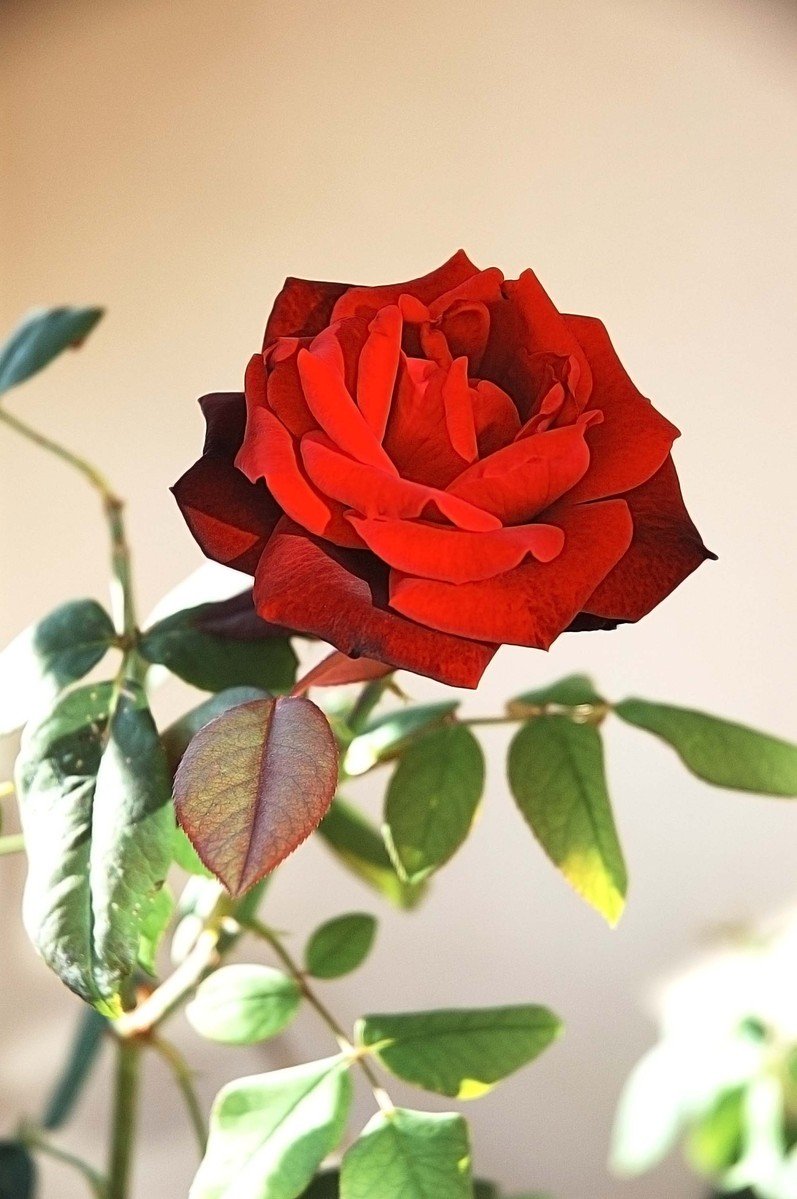 a large red rose that is growing from the inside of a stem