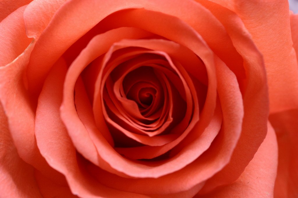 a close up view of an orange rose