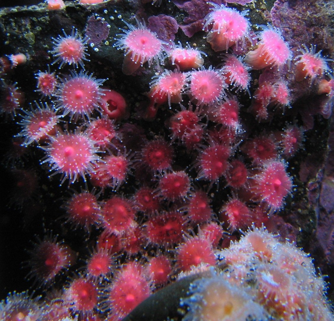 pink sea fans are growing in the deep ocean
