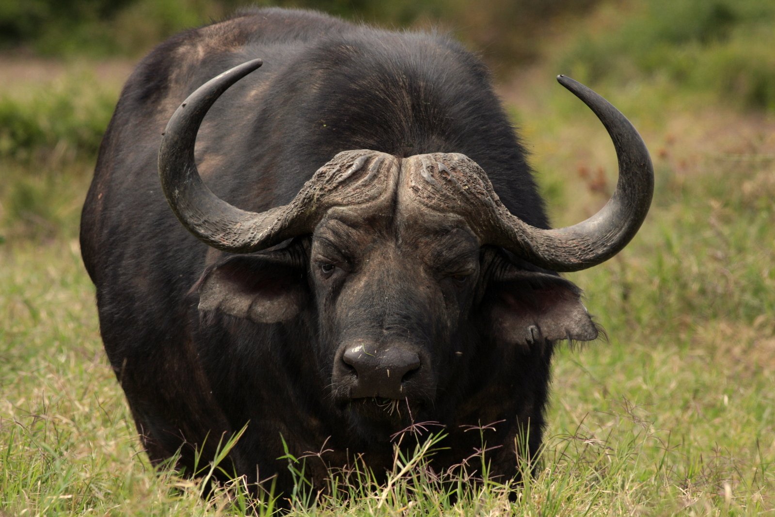 a black bull with long horns is standing in tall grass