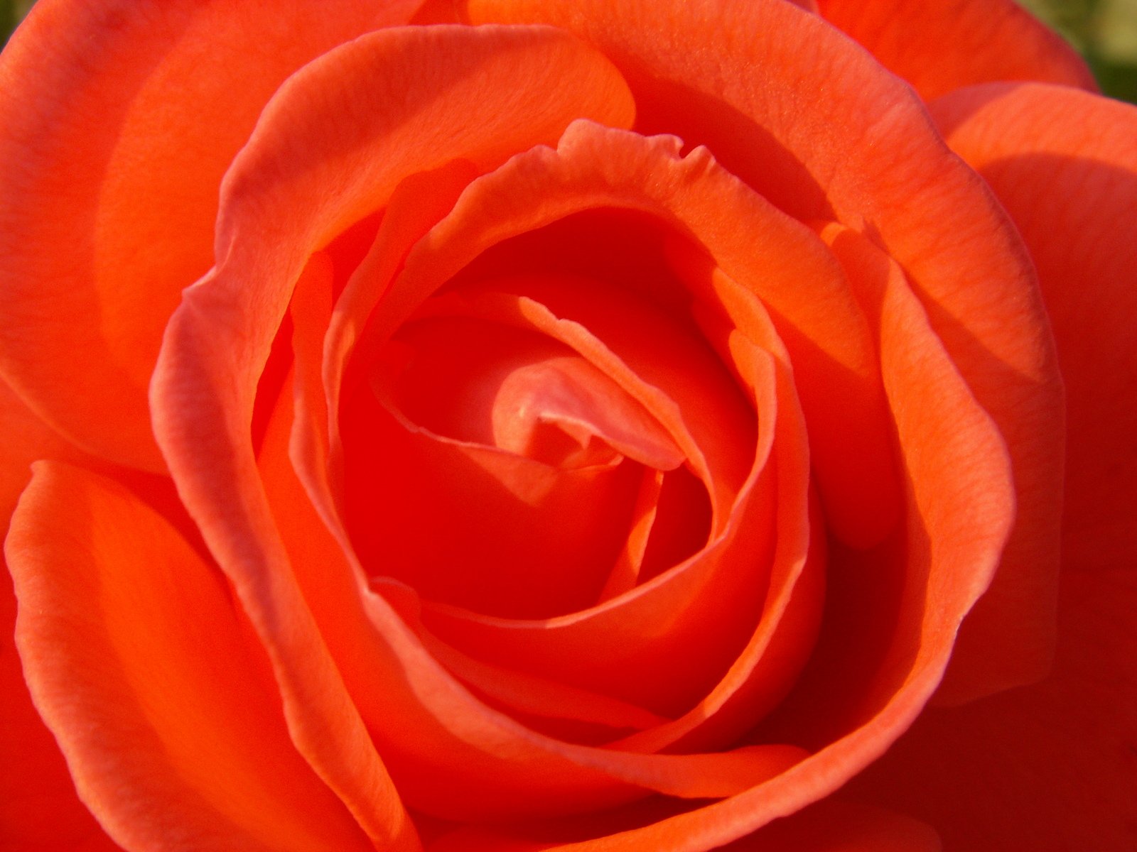 an orange rose with the leaves out