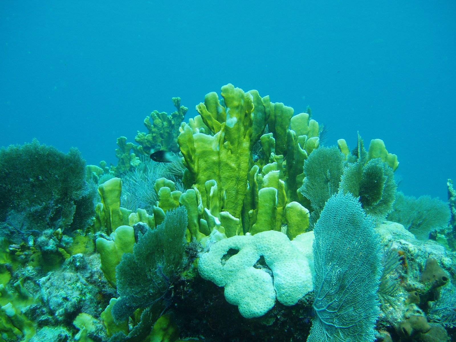 a coral reef and a stuffed animal underwater