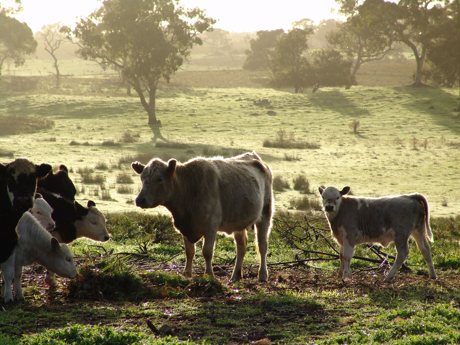 cattle on the field, near trees and a grassy area