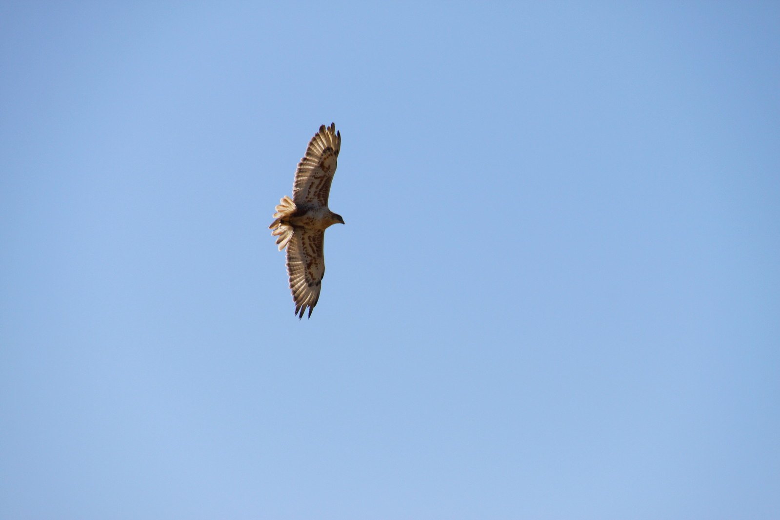 a bird in the air with its wings spread