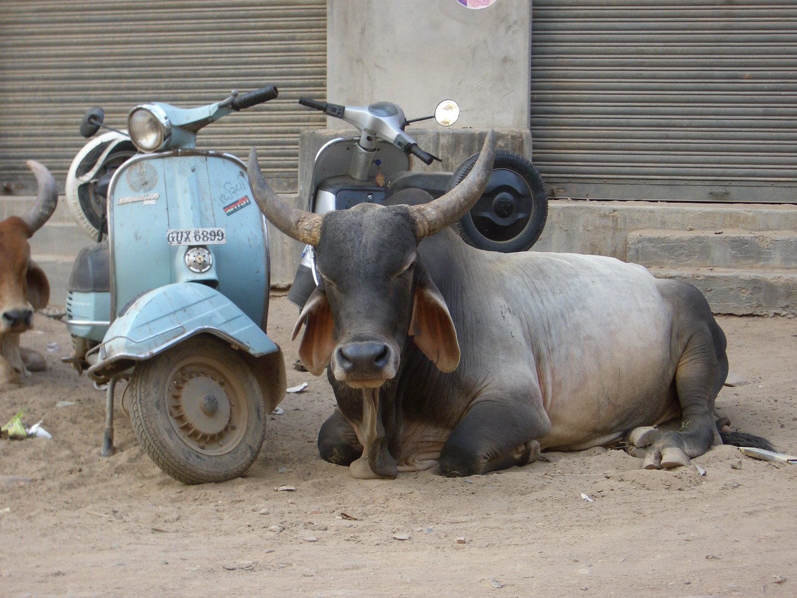 an ox is sitting in the dirt next to a motorcycle