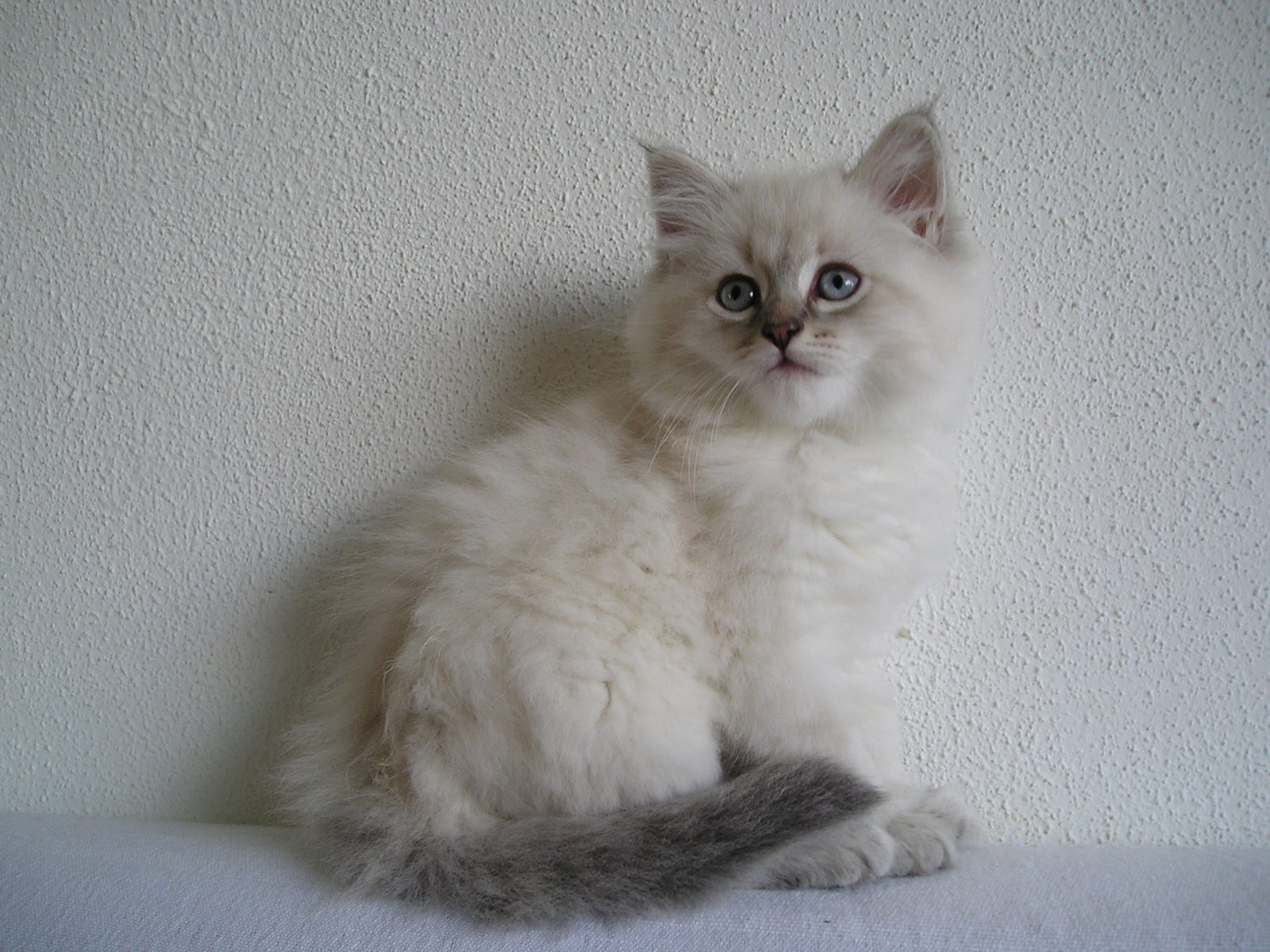 a white cat with blue eyes on top of a table