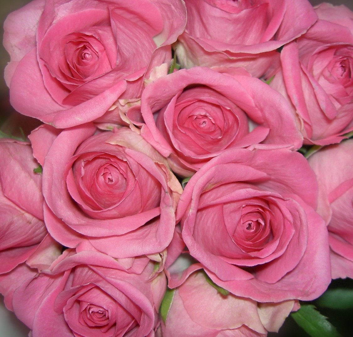 a pile of pink roses with the stems out