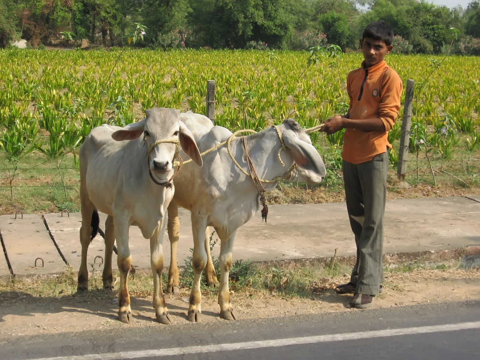 two horses standing beside a man who is working on the street