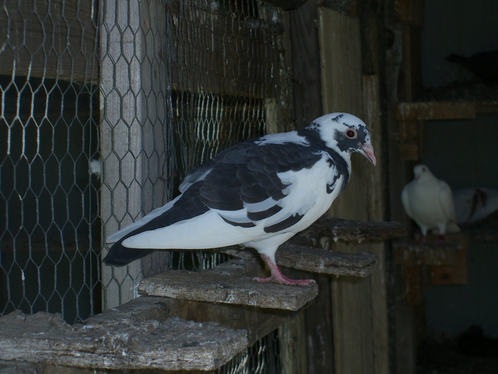 a pigeon on top of some stairs with other birds in the background