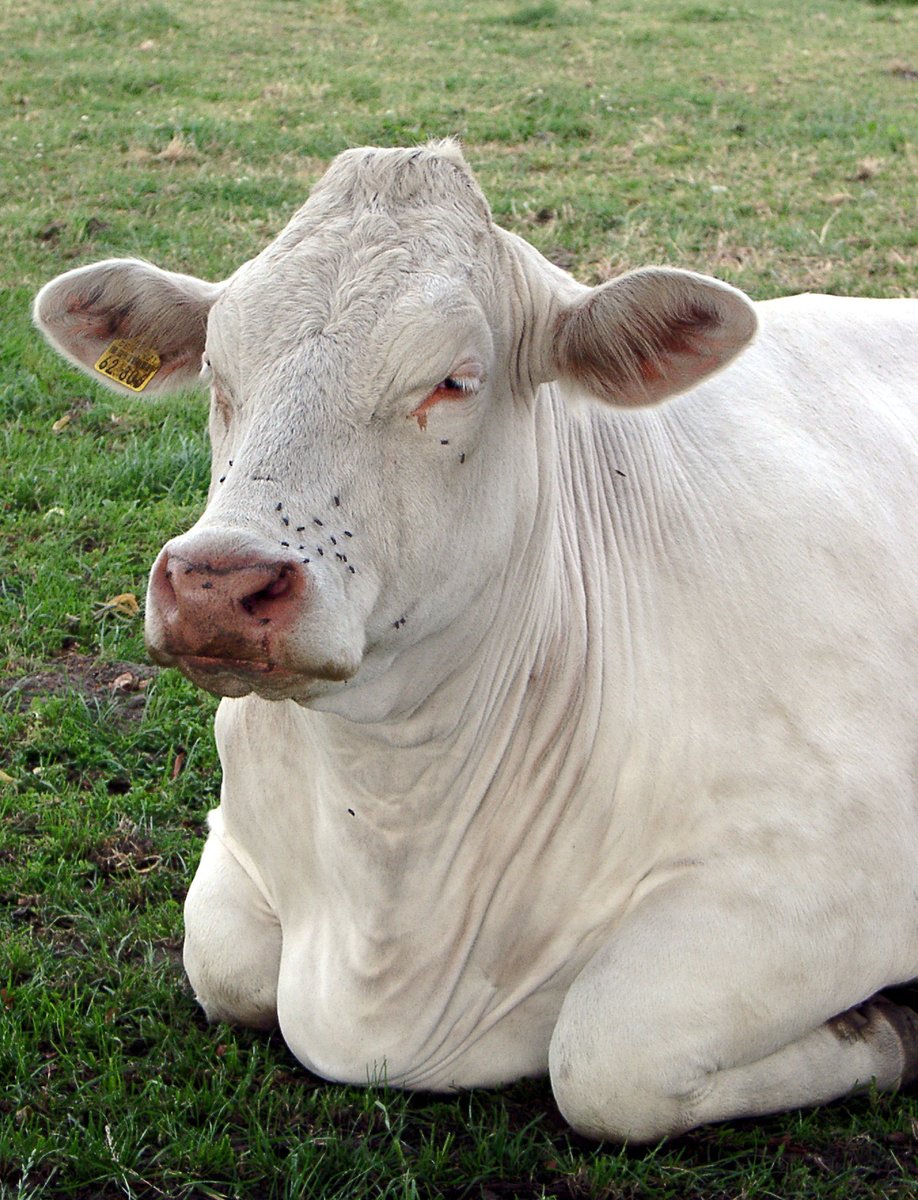 a white cow laying on top of a green grass covered field