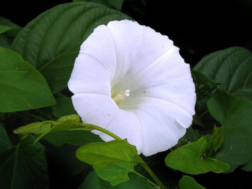 a white flower with green leaves surrounding it