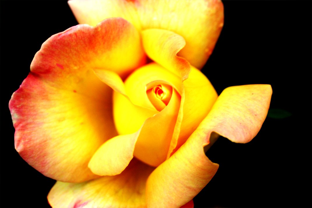 a yellow rose with a little pink center