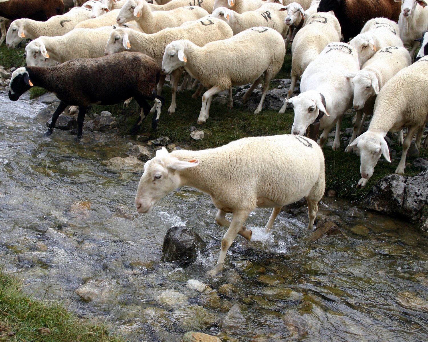 several sheep walking through some shallow water
