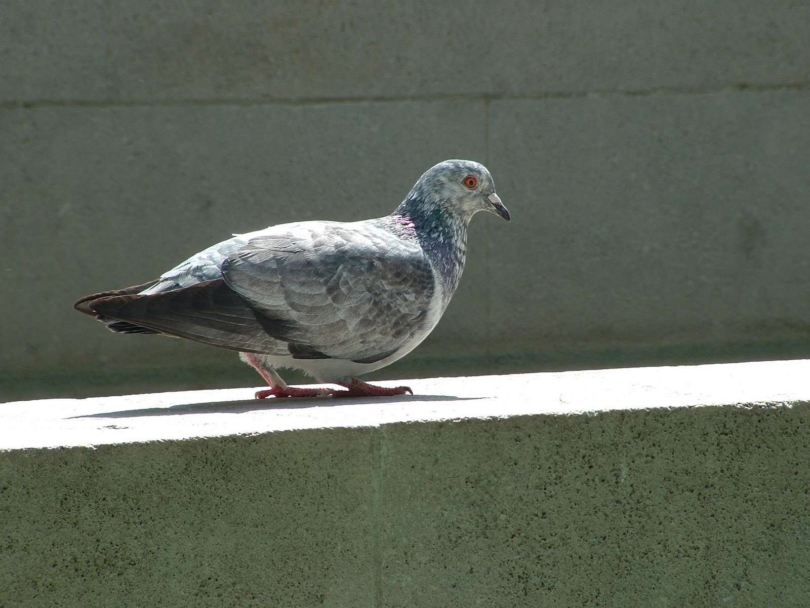 a pigeon sitting on a ledge next to a wall