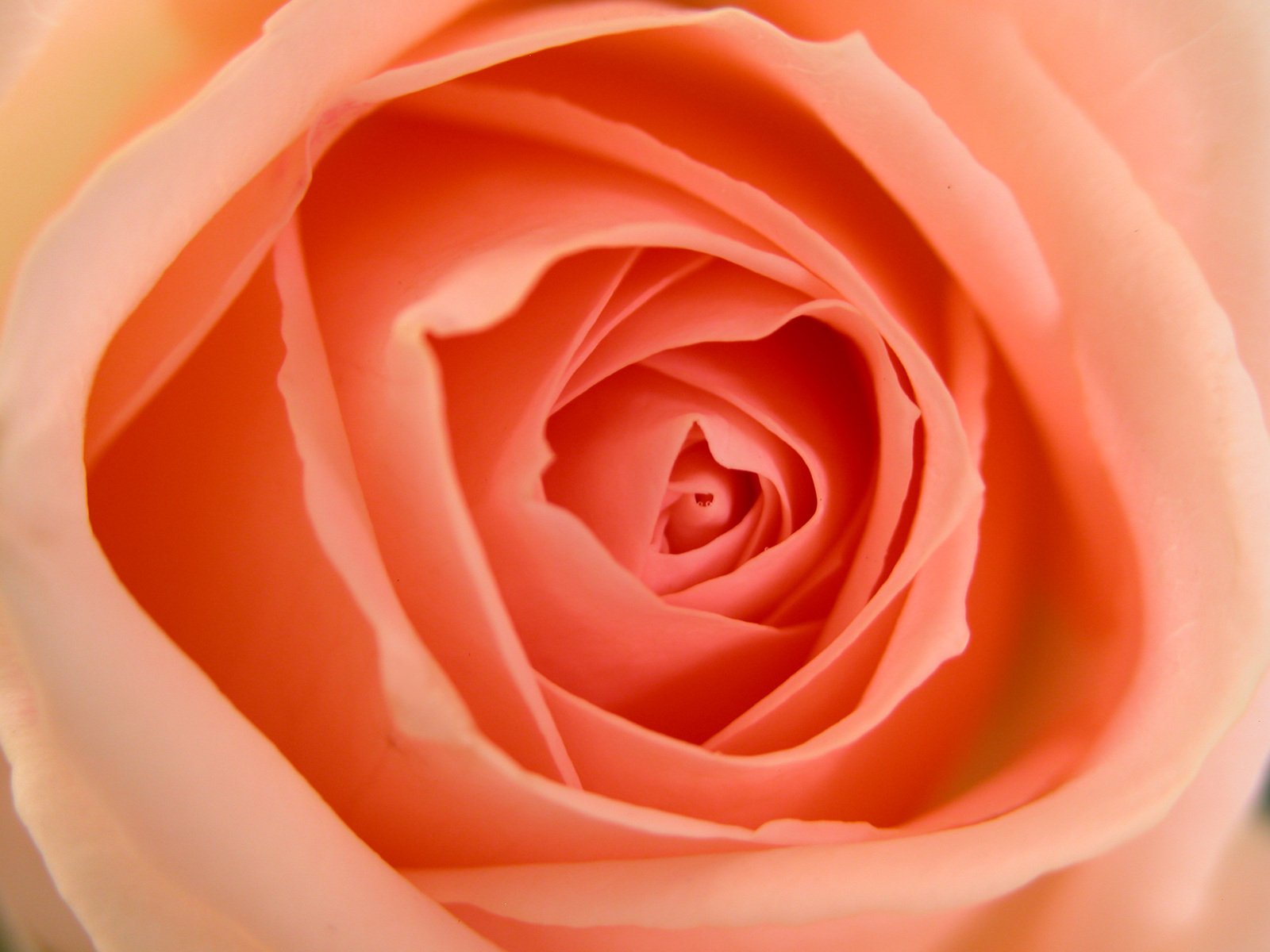 a pink rose with white stamens and very thin petals