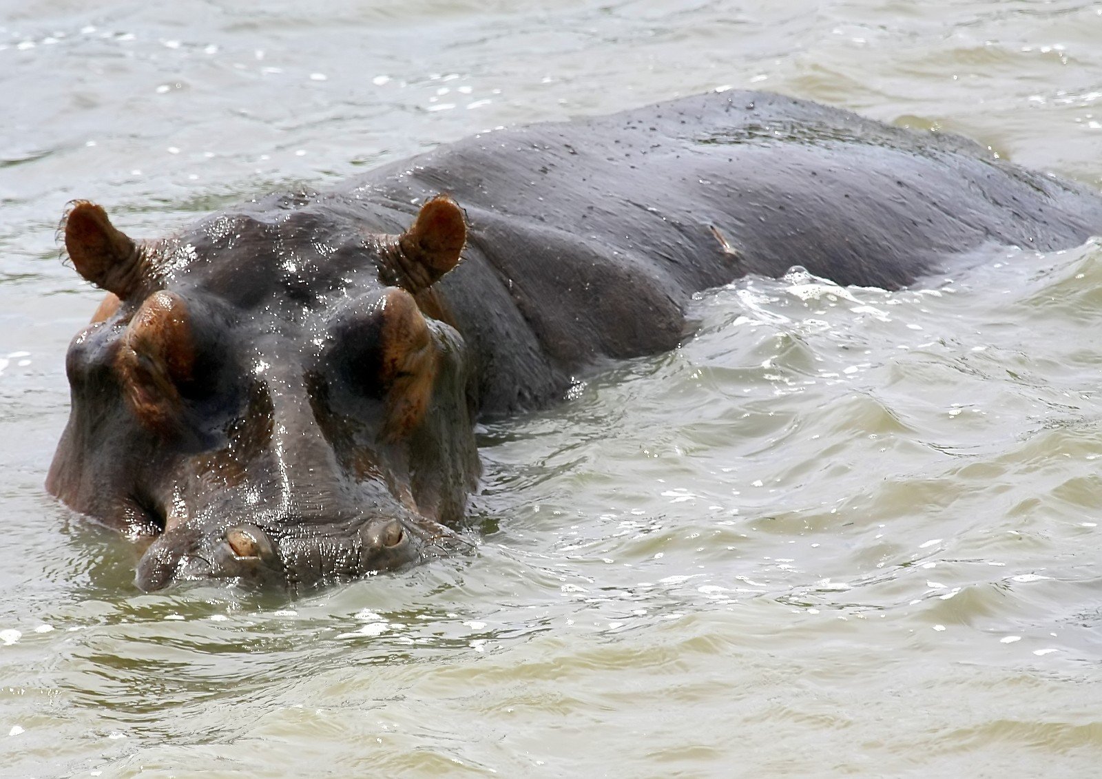 a hippopotamus is in some water and is looking forward