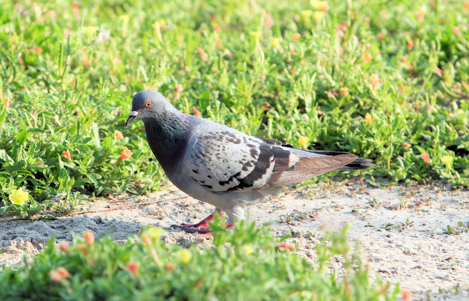 a bird stands on the side of the road