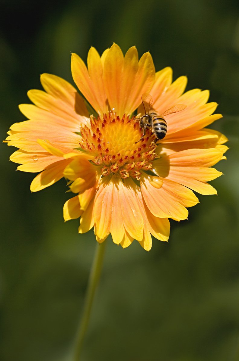 two bees sitting on top of a yellow flower