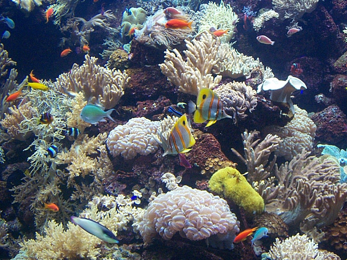 several colorful fish swim in an aquarium