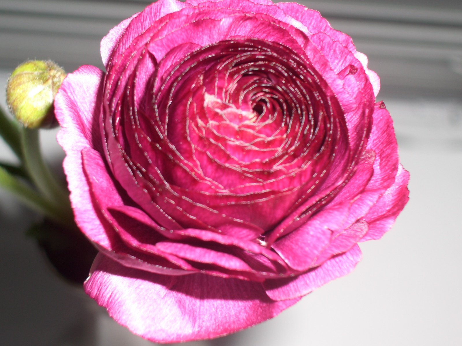a purple rose that is in a vase
